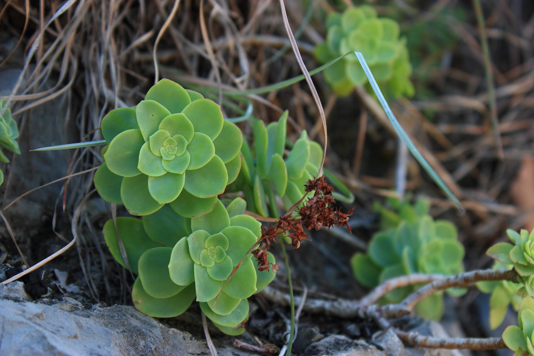 Sedum palmeri